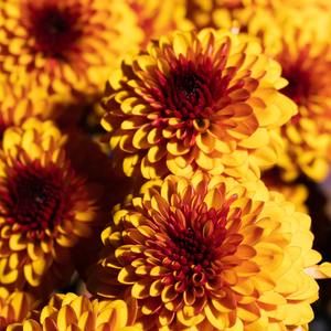 Meet your Posher, Gillian